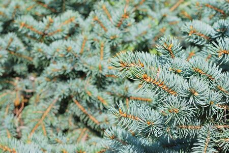 Close-up of fir tree branchesの写真素材