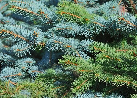 Close-up of fir tree branchesの写真素材