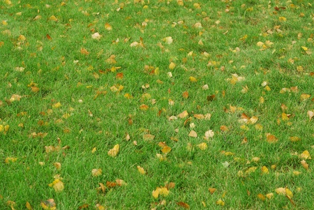 Green grass and yellow autumn leavesの写真素材