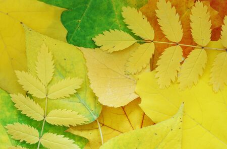 Background of colorful autumn leavesの写真素材