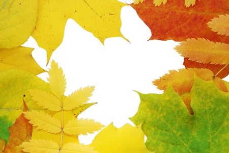 Background with an autumn leavesの写真素材
