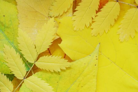 Background of colorful autumn leavesの写真素材