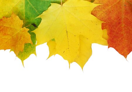 Autumn maple leaves isolated on white backgroundの写真素材