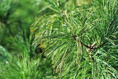 Close-up of fir tree branchの写真素材