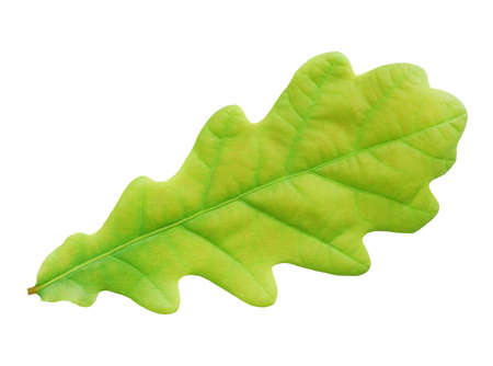 Oak leaf isolated on white background