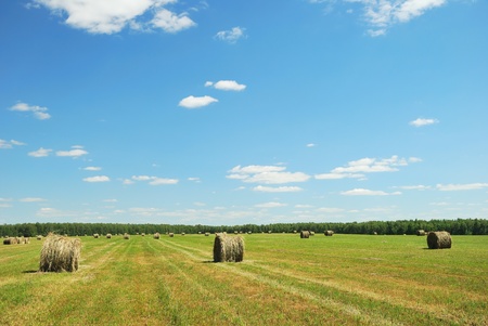 Green field with hay balesの写真素材