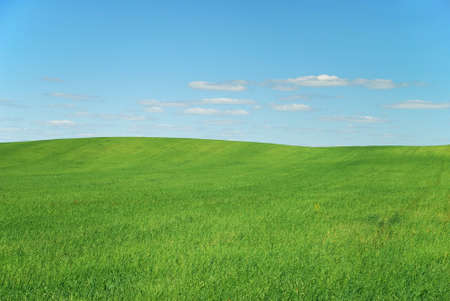 Green grass in fieldの写真素材