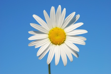 Daisy on a blue sky backgroundの写真素材