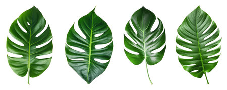 Set of four monstera tropical leaves, Generative AIの素材