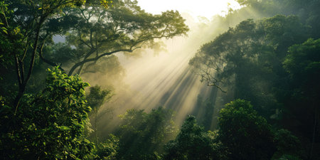 Sunlight shining through the fog in the rainforest in the morningの素材