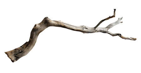 Branch of a tree isolated on white backgroundの素材