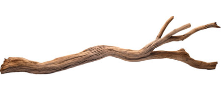 Branch of a dry old tree isolated on white backgroundの素材