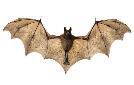 Bat isolated on white backgroundの素材