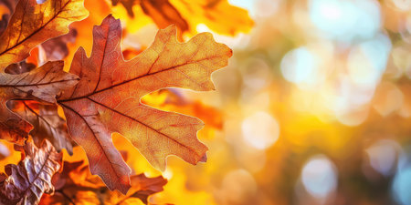 Autumn oak leaves, autumn background, copy spaceの素材