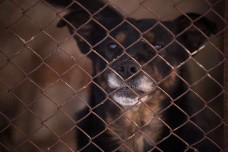 Aggressive dog in a cage. Dog in a cage.の写真素材