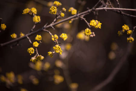 Cornus mas, yellow flowers, dogwoodの写真素材