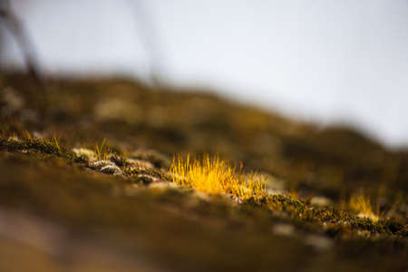 Close-up of moss on the roof of a house in autumnの写真素材