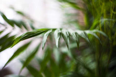 Green leaves of a tropical palm tree in a pot on a blurred background.の写真素材