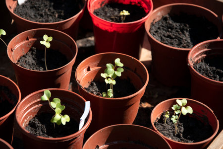 Close-up of cabbage plant seedling in pot