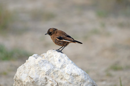 Ant-eating chat on white rock, Namibiaの写真素材