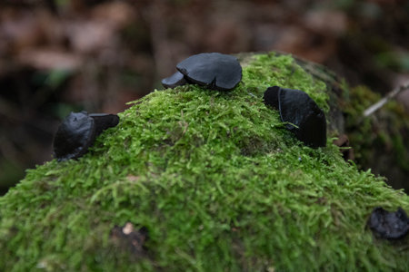 Black Bulgar mushroom on green mossy log