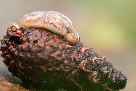 Slug on pine cone in forest, autumn, united kingdomの写真素材