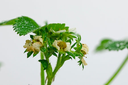 Close-up of strawberry plant leaves and flowers on a white backgroundの写真素材
