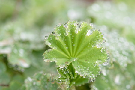 Water droplets on a leave early spring morningの写真素材
