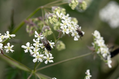 Close up of cow parsley with two flies. macro photo