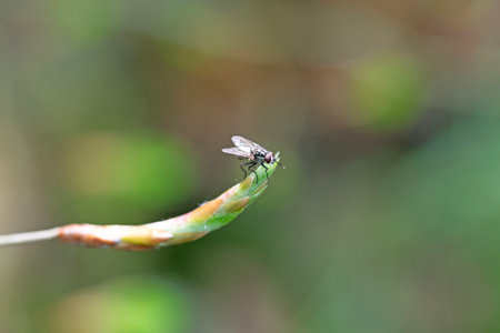 Blue blowfly on a green leaf, cow parsley. Close up macro image