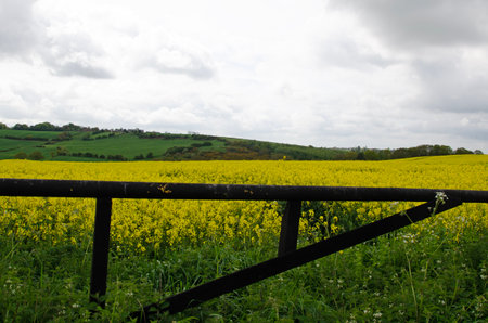 Metal gate entrance to rapeseed field. Spring day and cloudsの写真素材