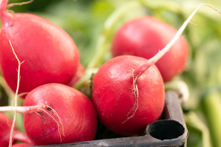 Close up image of fresh radishes at a vegetable marketの写真素材
