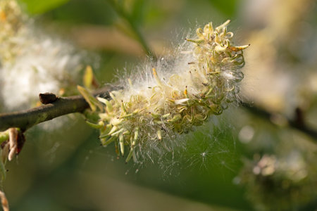 Close up macro image of seeds of Bebb's willow. Salix bebbiana