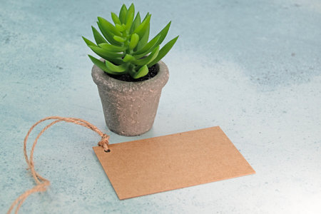 Brown paper label on string and small succulent plant. Copy spaceの写真素材