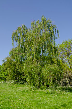 Full frame image of weeping birch tree, Betula pendula, in springの写真素材