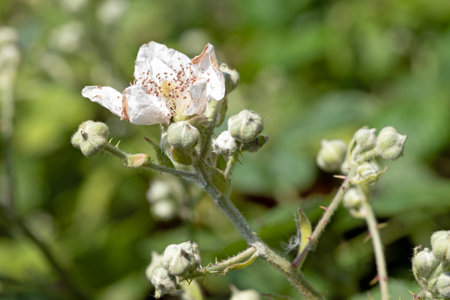Close up macro image of Himalayan blackberry flower and buds, Rubus armeniacus. Selective focusの写真素材
