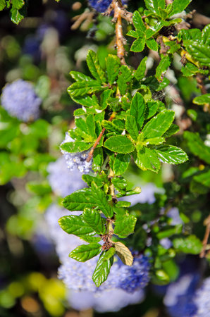 Close up macro image of blueblossom leaves, Ceanothus thyrsiflorus