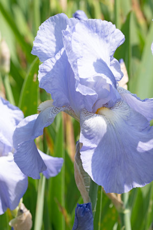 Close up macro image of German iris, Iris germanicaの写真素材