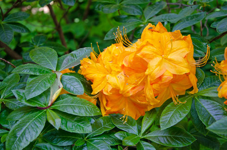 Flame azalea. Close up macro image. Flower and leaves. Rhododendron calendulaceumの写真素材