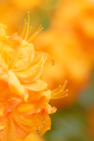 Flame azalea. Close up macro image with selective focus. Rhododendron calendulaceumの写真素材