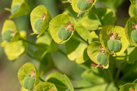 Close up image of Mediterranean spurge in full bloom. Euphorbia characias subsp. wulfeniiの写真素材