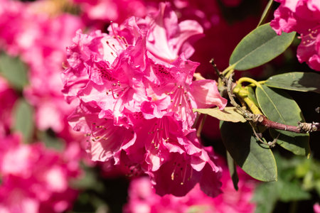 Close up macro image of pink azalea flowers and leavesの写真素材