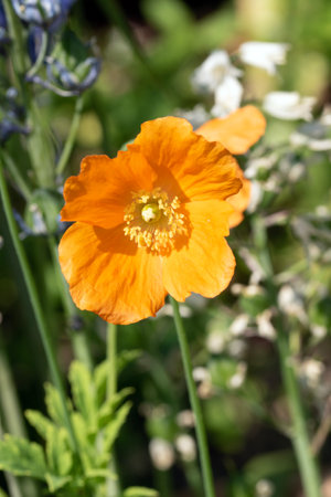 Close up of orange poppy flower. Selective focusの写真素材