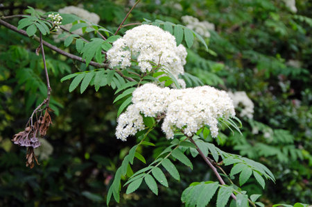 Rowan tree flowers in full bloom. Early spring. Sorbus aucuparia. Close up imageの写真素材