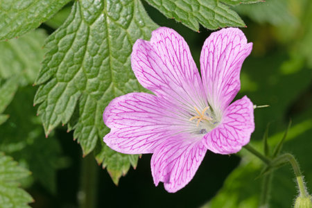 Close up macro image of Oxford geranium flower and leaves.の写真素材
