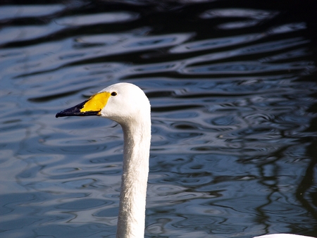 swan swimming in a lakeの写真素材