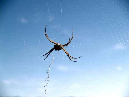 Spider on a blue sky