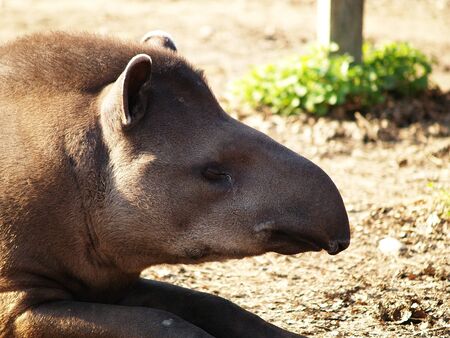 Tapir resting in the afternoon sunの写真素材