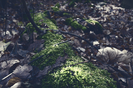 The bark covered with mossの写真素材