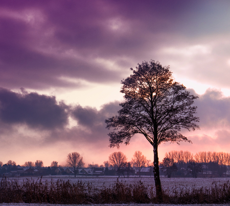 Tree against the background of a sunsetの写真素材